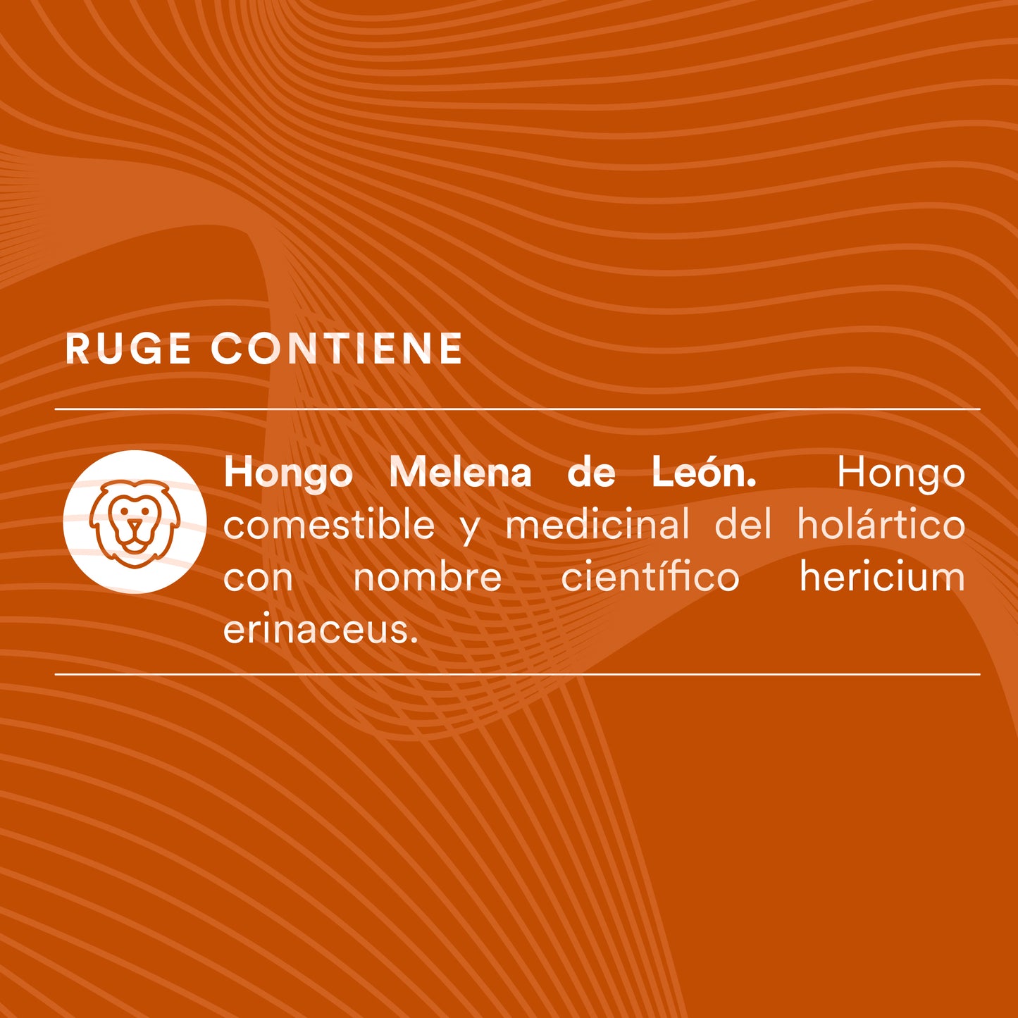 RUGE - Hongo Melena de León | 120 cápsulas